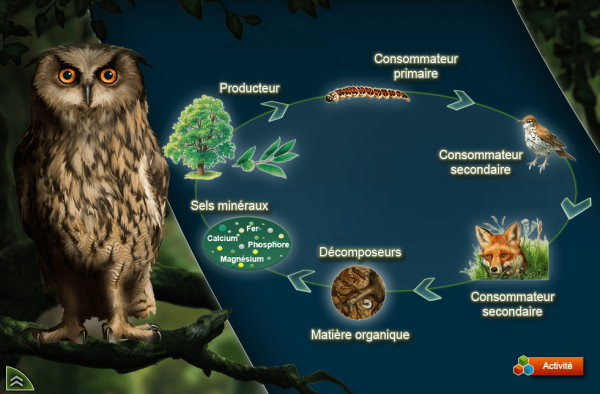 Au cœur des forêts protège ton futur ! – Image 2