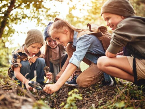 Feux de forêt : 6 activités pédagogiques pour les 7-11 ans